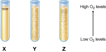 Refer to the figure below.A biochemist inoculated a test tube containing liquid medium with a few bacterial cells of a single species.A concentration gradient of oxygen was present in the tube, with very low levels of oxygen at the bottom of the tube and increasingly higher concentrations toward the top of the tube.The highest levels of oxygen were at the top of the liquid medium.Glucose was present in equal concentrations throughout the tube.   The particular bacterial species used to inoculate the tube is able to grow either aerobically or anaerobically.Which tube would most likely represent the growth pattern of bacteria under these conditions? A)  Tube X, because these cells will not grow under conditions of low or no oxygen. B)  Tube Y, because these cells can grow under any oxygen concentrations. C)  Tube Z, because cells grow fastest when they harvest the greatest available energy from glucose. D)  Tube X, because cells cannot undergo fermentation in liquid culture. E)  Tube Y, because cells can undergo cellular respiration or fermentation equally well in liquid culture.