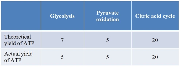 Refer to the table showing an accounting of ATP yield from different metabolic processes in a mouse cell.Yield is defined as the net number of molecules of ATP formed for every glucose molecule oxidized.   Which statement explains why the two sets of values differ? A)  Some ATP is used in the beginning steps of glycolysis. B)  Glycolysis is a less efficient process than either pyruvate oxidation or the citric acid cycle. C)  Pyruvate oxidation and the citric acid cycle can only proceed when oxygen is present, whereas glycolysis is not dependent on oxygen. D)  NADH produced via glycolysis must be shuttled across the mitochondrial membrane through a process that converts each NADH to FADH<sub>2</sub>. E)  Because glycolysis is the first step in the overall oxidation of glucose, there is more opportunity for ATP to hydrolyze spontaneously in the cell before it can be used.