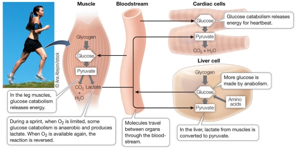 Refer to the figure showing how cells in different organs of the body respond during intense exercise.   Which statement explains how cell metabolism in these organs will shift when the woman in the photo stops running and enters a period of rest? A)  Gluconeogenesis in liver cells will increase, and glucose oxidation in heart and muscle cells will also increase. B)  Heart and muscle cells will increase their rates of glucose oxidation, and liver cells will shift from gluconeogenesis to glucose oxidation. C)  Liver cells will decrease gluconeogenesis as heart and muscle cells decrease their rates of glucose oxidation. D)  Muscle cells will show their rate of glucose oxidation, which will trigger heart cells to begin gluconeogenesis and liver cells to begin oxidizing glucose. E)  Muscle cells will shift toward increased rates of lactic acid fermentation, heart cells will decrease glucose oxidation, and liver cells will decrease gluconeogenesis.