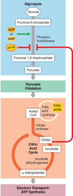 Refer to the figure showing the effects of four allosteric modifiers of the enzyme phosphofructokinase (PFK) .Green arrows indicate allosteric activators, and red lines indicate allosteric inhibitors.   Which statement correctly explains how one of these regulatory molecules functions to regulate flow of matter through the glycolytic pathway? A)  When cellular ATP concentration is high as the result of low metabolic demand, ATP binds to and inhibits PFK to decrease flux through the pathway. B)  When cellular citrate concentration is high as the result of low metabolic demand, citrate binds to and activates PFK to increase flux through the pathway. C)  When cellular AMP concentration is high as the result of high metabolic demand, AMP binds to and inhibits PFK to decrease flux through the pathway. D)  When cellular citrate concentration is low as the result of low metabolic demand, citrate binds to and inhibits PFK to decrease flux through the pathway. E)  When cellular ADP concentration is low as the result of high metabolic demand, ADP binds to and activates PFK to increase flux through the pathway.