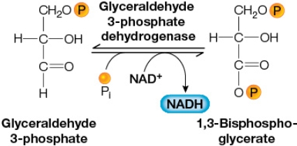 Refer to the figure below.   In the reaction shown, NAD<sup>+</sup> helps harvest energy from glyceraldehyde 3-phosphate by functioning as an electron _______.