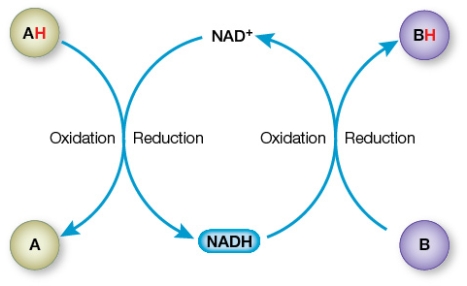 Refer to the figure below.   This figure illustrates how two oxidation-reduction reactions are coupled with electrons moving from one compound through another via the coenzyme _______.