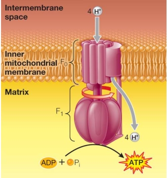 Refer to the figure below.   The figure illustrates how the F<sub>1</sub> subunit _______ as protons move from high to low concentration through the channel formed by the F<sub>0</sub> subunit.