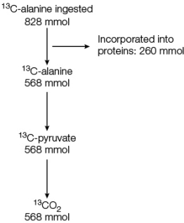 Carbon-13 is a non-radioactive isotope of carbon that is safe for humans to ingest.This isotope can be identified and quantified using an analytical instrument called a mass spectrometer.The figure below shows results of such an analysis of the fate of <sup>13</sup>C-labeled alanine given orally to human volunteers just before they began intensive and prolonged exercise.   From the results shown, it can be concluded that the majority of alanine ingested just before exercise is used as a(n) _______ source.