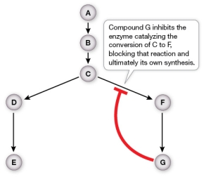 The figure below illustrates one type of mechanism used by a cell to regulate its metabolism.   This is an example of a(n) _______ mechanism of regulation.
