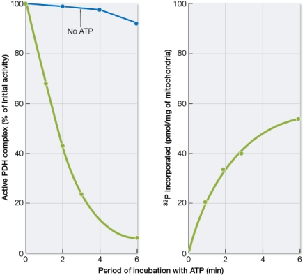 Data shown in the two graphs below are from experiments carried out on pyruvate dehydrogenase (PDH), the enzyme that catalyzes the conversion of pyruvate to acetyl CoA and carbon dioxide.   In the experiments, extracts of mitochondria were incubated for 6 minutes with high concentrations of ATP labeled with phosphorus-32.At various times, samples were removed and tested for PDH activity and incorporation of phosphorus-32 (<sup>32</sup>P) label into PDH.The results shown in the graphs suggest that PDH is regulated via a mechanism involving _______ of the PDH protein.
