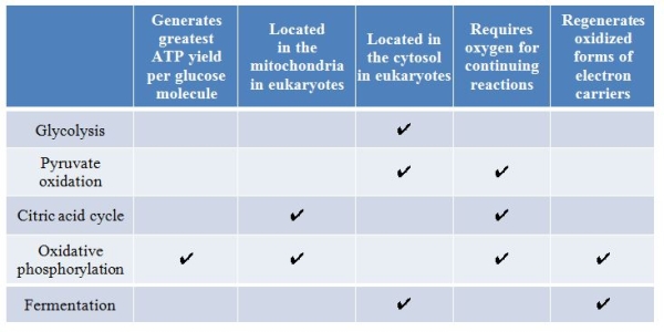 Refer to the table below.   A student made this table as a study guide for learning the various catabolic pathways that cells use for harvesting energy from glucose.Which statement best evaluates the accuracy of the student's efforts? A)  The citric acid cycle generates the greatest ATP yield per glucose molecule. B)  While glycolysis occurs in the cytosols of prokaryotes, this pathway occurs in the mitochondrial matrix in eukaryotes. C)  In eukaryotes, pyruvate oxidation is carried out in the mitochondrial matrix, not in the cytosol. D)  Pyruvate oxidation and the citric acid cycle can operate in the absence of oxygen. E)  Oxidation of NADH also occurs during glycolysis.