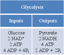 Refer to the table, which summarizes the inputs and outputs of glycolysis.   Which group represents the net outputs of glycolysis? A)  Pyruvate, 2 NADH, 4 ATP, 2 ADP, 2 P<sub>i</sub> B)  4 NADH, 2 ATP, 2 ADP, 2 P<sub>i</sub> C)  2 NADH, 2 ATP, 2 ADP, 2 P<sub>i</sub> D)  Pyruvate, 2 NADH, 2 ATP E)  Pyruvate, 2 NADH, 4 ATP