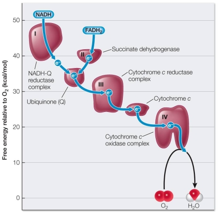Refer to the graph below.   Which statement about the respiratory chain best explains the information presented in the graph? A)  During electron transport along the respiratory chain, protons are actively transported across the inner mitochondrial membrane to create a proton gradient. B)  The gradient of protons established across the inner mitochondrial membrane as a result of electron transport is a source of potential energy. C)  Extensive folding of the inner mitochondrial membrane allows a larger number of protein components in the respiratory chain than would otherwise fit. D)  The movement of protons from a high concentration in the intermembrane space to a low concentration in the mitochondrial matrix is coupled to the synthesis of ATP from ADP and P<sub>i</sub>. E)  The components of the respiratory chain are arranged in order so that an electron passing from one to the next undergoes a sequential drop in energy.