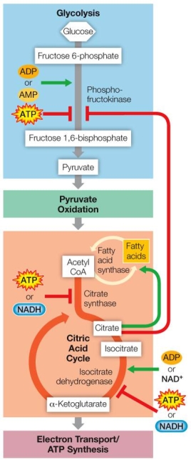 Refer to the figure, showing allosteric regulation of glycolysis and the citric acid cycle.   If a cell is fed a large supply of fatty acids, which outcome can be expected? A)  Glycolysis and pyruvate oxidation will be stimulated, causing citrate to build up and activate fatty acid synthase. B)  Oxidation of fatty acids through the citric acid cycle will be stimulated until ATP builds up and inhibits citrate synthase, diverting fatty acids into storage molecules such as triglycerides. C)  Glycolysis will be stimulated and pyruvate oxidation will be inhibited as acetyl CoA builds up to high levels in the cell. D)  The excess fatty acids will deplete the oxygen supply, causing everything except glycolysis to shut down and activating the lactic acid fermentation pathway. E)  Oxidation of fatty acids to form acetyl CoA will be stimulated, which will stimulate gluconeogenesis to form glucose that the cell can store as an energy resource.