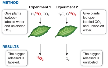 Refer to the diagram below showing the 1941 experiments of Samuel Ruben and Martin Kamen that traced isotopes of oxygen through the process of photosynthesis.   The Ruben and Kamen experiments demonstrated that A)  all the oxygen gas produced during photosynthesis comes from water. B)  CO<sub>2</sub> is the source of the oxygen released during photosynthesis. C)  the oxygen released by water is incorporated into sugars. D)  oxygen is needed to make rubisco. E)  NADPH is made during the Calvin cycle.