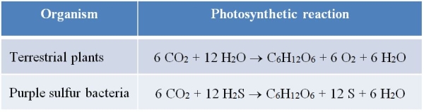 Refer to the table below.   How do these two photosynthetic processes compare? A)  The electron acceptor in both plants and purple sulfur bacteria is H<sub>2</sub>O. B)  The electron donor in both plants and purple sulfur bacteria is CO<sub>2</sub>. C)  The electron acceptor in plants is H<sub>2</sub>O, and the electron acceptor in purple sulfur bacteria is H<sub>2</sub>S. D)  The electron donor in plants is H<sub>2</sub>O, and the electron donor in purple sulfur bacteria is H<sub>2</sub>S. E)  The electron donor in plants is H<sub>2</sub>O, and the electron donor in purple sulfur bacteria is CO<sub>2</sub>.