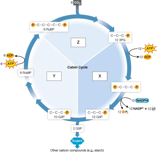 Refer to the figure below.   In the figure, how should boxes X, Y, and Z be labeled? A)  X = regeneration of RuBP, Y = carbon fixation, Z = reduction and sugar production B)  X = carbon fixation, Y = reduction and sugar production, Z = regeneration of RuBP C)  X = reduction and sugar production, Y = regeneration of RuBP, Z = carbon fixation D)  X = regeneration of RuBP, Y = reduction and sugar production, Z = carbon fixation E)  X = reduction and sugar production, Y = carbon fixation, Z = regeneration of RuBP