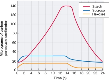 Refer to the graph below, which shows the amount of carbon present as starch, sucrose, and hexose sugars at various times over a 24-hour period in the chloroplasts of leaf cells from a living green plant.Dawn marks the zero time point, and dusk marks the 14-hour time point.   These data provide evidence in support of which statement about chloroplasts? A)  The plant uses the carbohydrates produced in chloroplasts to make amino acids, lipids, and the building blocks of nucleic acids. B)  Chloroplasts are found in organisms called autotrophs that are able to carry out photosynthesis; chloroplasts are not found in organisms called heterotrophs that do not carry out photosynthesis. C)  Sugars accumulate in the chloroplasts as the result of photosynthesis and are stored in polysaccharide form until needed during the night, when photosynthesis stops. D)  Photophosphorylation occurs in the chloroplast, where electron transport is coupled to proton transport across a membrane. E)  The thylakoid membranes of a chloroplast contain light-harvesting complexes and electron transport proteins, while the stroma contains Calvin cycle enzymes.