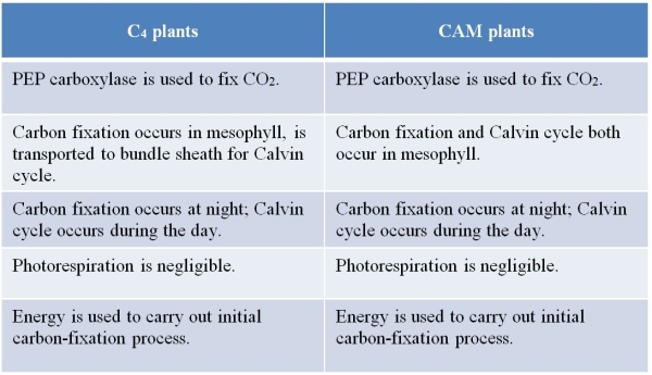 Refer to the table below, created by a student to help learn the similarities and differences between C<sub>4</sub> and CAM plants.   Which statement best evaluates the accuracy of the student's table? A)  It is accurate as written. B)  The two plant types do not use the same enzyme for initial carbon fixation. C)  CAM plants use the same pattern of carbon fixation in mesophyll with transport to bundle sheath cells that C<sub>4</sub> plants use. D)  Only CAM plants restrict carbon fixation to nighttime, since C<sub>4</sub> plants are able to fix carbon both at night and during the day when they carry out Calvin cycle reactions. E)  Only C<sub>4</sub> plants use energy to carry out the initial carbon-fixation process.