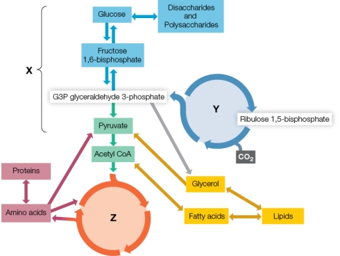 Refer to the diagram below.   Glyceraldehyde 3-phosphate is a metabolic intermediate that links which metabolic processes labeled in the diagram as X, Y, and Z? A)  X = citric acid cycle, Y = Calvin cycle, Z = glycolysis B)  X = Calvin cycle, Y = citric acid cycle, Z = glycolysis C)  X = glycolysis, Y = citric acid cycle, Z = Calvin cycle D)  X = Calvin cycle, Y = glycolysis, Z = citric acid cycle E)  X = glycolysis, Y = Calvin cycle, Z = citric acid cycle
