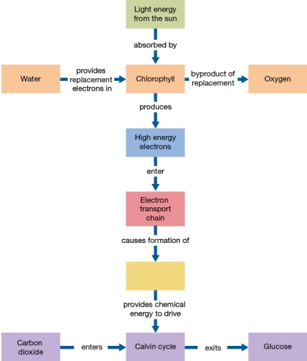 Refer to the flowchart below.   Note that there is an empty box in this flowchart.Adding _______ to this box will complete the flowchart.