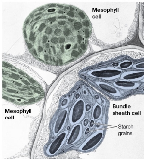 Refer to the figure below.   This image represents a C<sub>4</sub> plant, which carries out an initial carbon-fixation step using PEP carboxylase in its mesophyll and then transfers the product to its bundle sheath cells, where it is decarboxylated, providing a ready and concentrated source of carbon dioxide to the chloroplasts in these cells.The starch grains in the bundle sheath cells result from an accumulation of _______ molecules produced from active and continuing photosynthesis taking place in these cells.