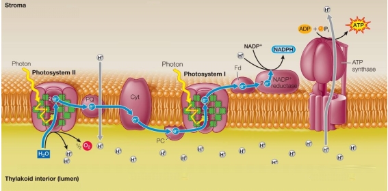 Refer to the figure below.   Based on the process shown in the figure, it can be predicted that the pH in the stroma will _______ when a green plant is exposed to light.