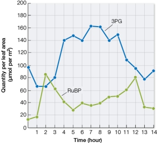 Refer to the graph below.   The graph shows changes in the quantities of ribulose 1,5-bisphosphate (RuBP) and 3-phosphoglycerate (3PG) in sugar beet leaves over a 14-hour time period from just before dawn to sunset.One hypothesis that could be posed based on these data is that light _______ the enzyme rubisco.