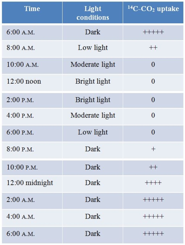 Refer to the table below.   A biologist is measuring the uptake of carbon dioxide in both C<sub>4</sub> and CAM plants.The data in the table were collected during one of the experiments conducted by this biologist and are consistent with the uptake of carbon dioxide in _______ plants.