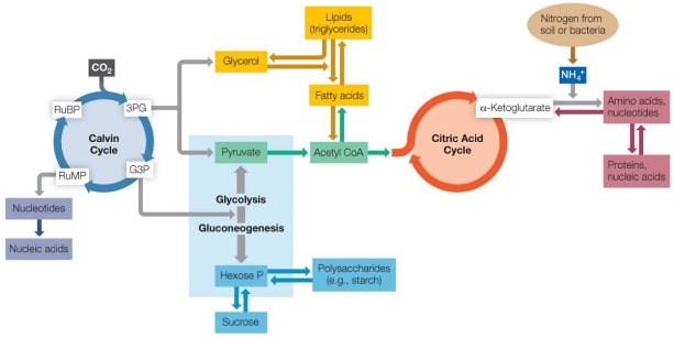 Refer to the figure below.   This figure illustrates that the products of photosynthesis can feed into other metabolic pathways, allowing either anabolic processes that build new molecules or catabolic processes such as cellular respiration that the cell uses for _______.