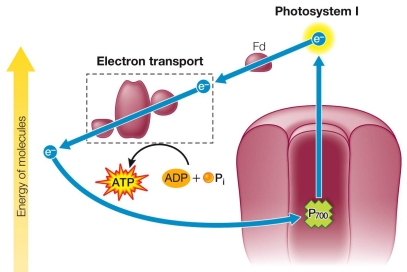 Refer to the figure below.   This photosystem produces ATP but not NADPH.Explain why the cyclic nature of this system makes it impossible for NADPH to be formed, and why the noncyclic system is able to form NADPH.