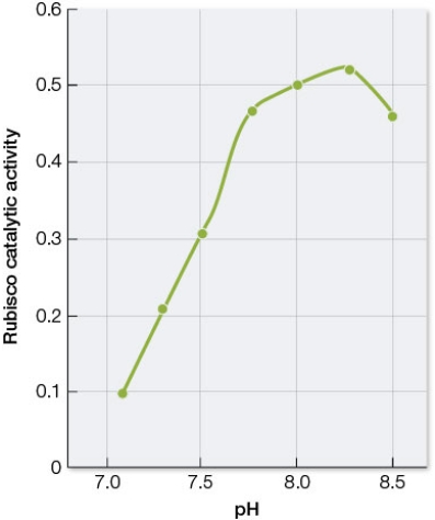 Refer to the graph and table below.     The graph was produced from data obtained by measuring the rate of the reaction catalyzed by the enzyme rubisco under different pH conditions.The data in the table were obtained by measuring the pH inside the thylakoid lumen and in the stroma of a chloroplast under conditions of light and dark.Based on these data, what do you predict will happen to rubisco inside living plant cells when a plant that has been kept in the dark for several hours is moved into a brightly lit room? Explain your reasoning, and also explain the biological mechanism that underlies these observations.