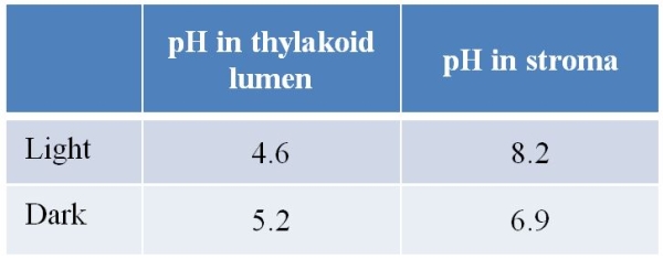 Refer to the graph and table below.     The graph was produced from data obtained by measuring the rate of the reaction catalyzed by the enzyme rubisco under different pH conditions.The data in the table were obtained by measuring the pH inside the thylakoid lumen and in the stroma of a chloroplast under conditions of light and dark.Based on these data, what do you predict will happen to rubisco inside living plant cells when a plant that has been kept in the dark for several hours is moved into a brightly lit room? Explain your reasoning, and also explain the biological mechanism that underlies these observations.