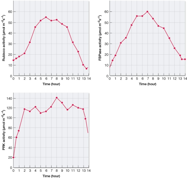 Refer to the graphs below summarizing results from experiments on sugar beet plants grown in an environmental chamber with a 14-hour light/10-hour dark cycle.Pieces of leaves were cut from the plants every hour during the light period and ground up to release their cells' contents.Assays were then done to measure the enzyme activities of three different enzymes that participate in the Calvin cycle.The results were graphed in separate graphs as shown.   The enzymes include rubisco, fructose bisphosphatase (FBPase), and phosphoribulokinase (PRK).What do the data indicate about the effect of light on enzymes in the Calvin cycle? Explain why this effect is beneficial to the plant.