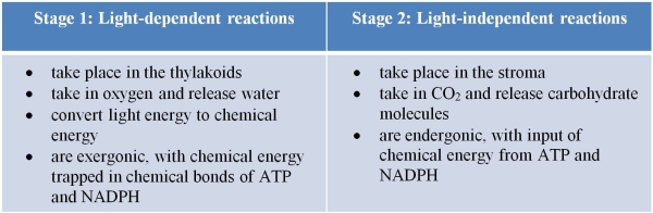 A student created the following table as a study guide.   Evaluate the accuracy of the student's table.Should any entry in the table be changed to correct an error? A)  No, the table is accurate as written. B)  Yes, both sets of reactions should be indicated as exergonic. C)  Yes, the locations of the two sets of reactions should be reversed. D)  Yes, input of oxygen and output of water should be shown with the light-independent reactions. E)  Yes, the light-dependent reactions should be shown as taking in water and releasing oxygen.