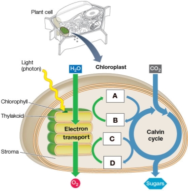 Refer to the figure below.   Which set of molecules belong in the lettered boxes? A)  A = NADP<sup>+</sup>; B = ATP; C = NADPH; D = ADP + P<sub>i</sub> B)  A = ATP; B = ADP + P<sub>i</sub>; C =NADPH; D = NADP<sup>+</sup> C)  A = NADPH; B = ADP + P<sub>i</sub>; C = NADP<sup>+</sup>; D = ATP D)  A = ATP; B = ADP + P<sub>i</sub>; C = NADP<sup>+</sup>; D = NADPH E)  A = NADP<sup>+</sup>; B = ADP + P<sub>i</sub>; C = NADPH; D = ATP