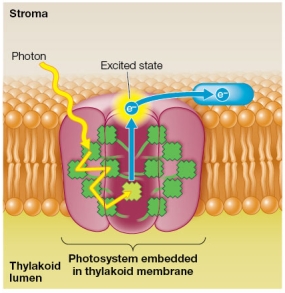 Refer to the figure below showing a photosystem embedded in a thylakoid membrane of a chloroplast.   Which terms correctly fill the blanks in the following statement: A light-harvesting complex composed of _______ surrounds a central _______, where energy absorbed is channeled for its conversion to _______. A)  electron acceptors; carotene molecule; an excited state B)  pigment molecules; reaction center; chemical energy C)  oxidizing agents; chlorophyll molecule; an electron donor D)  electron donors; protein molecule; resonance E)  pigment molecules; reducing agent; chemical energy