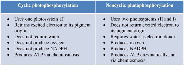 Refer to the table below, which summarizes similarities and differences between cyclic and noncyclic photophosphorylation.   Which statement corrects an inaccuracy in this table? A)  Both types of photophosphorylation require water as an electron donor and produce oxygen as a product. B)  Both types of photophosphorylation produce NADPH as a product. C)  Both types of photophosphorylation produce ATP via chemiosmosis. D)  Cyclic photophosphorylation uses photosystem II, not photosystem I. E)  In noncyclic photophosphorylation, the excited electron returns to its pigment origin.