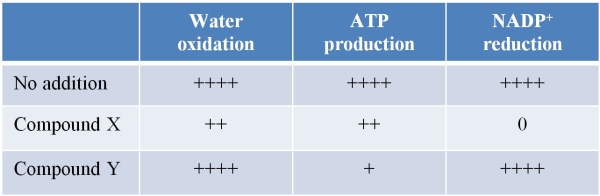 Refer to the table below.   Data in the table summarize a set of experiments in which a plant species was treated with plain water or with additions of compound X or compound Y to its daily waterings.After 7 days of treatment, chloroplasts from the plants were isolated, and their abilities to carry out water oxidation, ATP production, and NADP<sup>+</sup> reduction were measured.The number of  +  symbols is proportional to the level of biological activity observed.Both cyclic and noncyclic photophosphorylation processes are active in this plant species.Which hypothesis concerning the mode of action of compounds X and Y is consistent with the data? A)  Compound X and compound Y are both inhibitors of ATP synthase. B)  Compound X and compound Y are both inhibitors of NADP<sup>+</sup> reductase. C)  Compound X is an NADP<sup>+</sup> reductase inhibitor, and compound Y causes protons to leak through the thylakoid membrane. D)  Compound X causes protons to leak through the thylakoid membrane, and compound Y is an ATP synthase inhibitor. E)  Compound X is an ATP synthase inhibitor, and compound Y causes protons to leak through the thylakoid membrane.