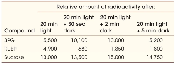Refer to the table below.   The table contains data collected by Melvin Calvin and his colleagues during experiments designed to trace the pathway of carbon in photosynthesis.Carbon dioxide labeled with carbon-14 was incubated with algal cells under different conditions outlined in the table before the cells were harvested and their contents analyzed for the amount of carbon-14 label in various compounds.Quantities of radioactivity in three compounds are listed in the table.Which statement correctly explains why the amount of carbon-14 present in 3PG increased after 30 seconds of dark? A)  Enough ATP and NADPH were synthesized during the period of light to allow synthesis of 3PG. B)  The enzyme rubisco is able to function for a short period in the dark following exposure to light. C)  The Calvin cycle can continue to run indefinitely in the dark after a period of illumination. D)  The Calvin cycle enzymes function better in the dark than in the light, which explains why the reactions they catalyze are called light-independent reactions. E)  The increase reflects a lag time that occurs once Calvin cycle enzymes are activated by light.