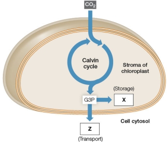 Refer to the figure below.   The figure illustrates the locations and movements of materials in and out of a chloroplast in a plant cell.How would you complete this diagram by filling in the names of the molecules corresponding to boxes X and Z? A)  X = sucrose; Z = starch B)  X = glucose; Z = starch C)  X = starch; Z = sucrose D)  X = sucrose; Z = fructose E)  X = fructose; Z = glucose