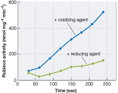 Refer to the graph below summarizing data collected using rubisco purified from chloroplasts.It shows how the catalytic activity of rubisco changes in response to varying times of incubation, either with an oxidizing agent or with a reducing agent.   Thioredoxin is a protein inside the stroma of a chloroplast that can act as an oxidizing or a reducing agent.Thioredoxin is reduced by ferredoxin in photosystem I.Based on this information and the graph, how do you predict thioredoxin will affect rubisco inside cells of a living plant when the plant is moved from the dark into the light? A)  Rubisco activity will remain constant, as thioredoxin will not change. B)  Rubisco activity will increase because thioredoxin will become a reducing agent. C)  Rubisco activity will increase because thioredoxin will become an oxidizing agent. D)  Rubisco activity will decrease because thioredoxin will become a reducing agent. E)  Rubisco activity will decrease because thioredoxin will become an oxidizing agent.
