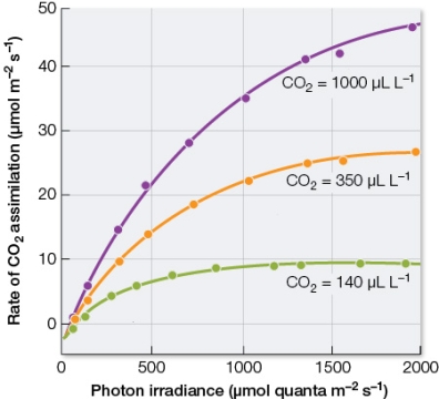 Refer to the graph below showing results from experiments in which uptake of carbon dioxide by a leaf was measured as the leaf was irradiated with different quantities of light.The experiments were repeated at different levels of carbon dioxide in the air surrounding the leaf, to give the three curves.   The rate of photosynthesis is increased at all three levels of carbon dioxide.Which causes are consistent with these data? A)  Increases in both light and carbon dioxide B)  Decreases in both light and carbon dioxide C)  Increases in light and decreases in carbon dioxide D)  Increases in carbon dioxide and decreases in light E)  Increases in light only