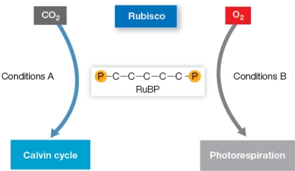 Refer to the diagram below showing the two catalytic activities of rubisco in C<sub>3</sub> plants.   Which pair of conditions could be written into the diagram in place of conditions A and B? A)  A = hot, dry with a high ratio of CO<sub>2</sub> to O<sub>2</sub>; B = cool, moist with a low ratio of CO<sub>2</sub> to O<sub>2</sub> B)  A = hot, dry with a low ratio of CO<sub>2</sub> to O<sub>2</sub>; B = cool, moist with a high ratio of CO<sub>2</sub> to O<sub>2</sub> C)  A = cool, moist with a high ratio of CO<sub>2</sub> to O<sub>2</sub>; B = hot, dry with a low ratio of CO<sub>2</sub> to O<sub>2</sub> D)  A = cool, moist with a low ratio of CO<sub>2</sub> to O<sub>2</sub>; B = hot, dry with a high ratio of CO<sub>2</sub> to O<sub>2</sub> E)  A = hot, dry with a high ratio of CO<sub>2</sub> to O<sub>2</sub>; B = cool, moist with a high ratio of CO<sub>2</sub> to O<sub>2</sub>
