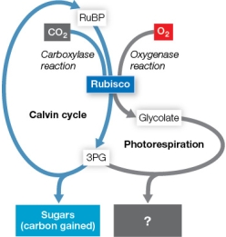 Refer to the figure below.   The figure compares the inputs and outputs of the carboxylase and oxygenase reactions catalyzed by rubisco.Which compound fits in the box containing a question mark? A)  CO<sub>2</sub> B)  H<sub>2</sub>O C)  O<sub>2</sub> D)  ATP E)  NADPH