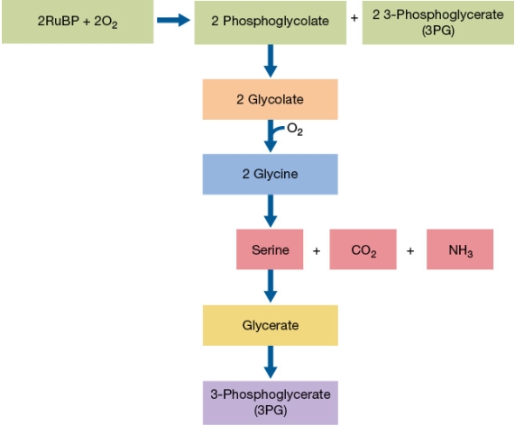 The flow chart below outlines the stoichiometries of reaction during photorespiration.   For every 100 RuBP molecules that enter photorespiration, how many 3PG molecules are produced that can be used in the Calvin cycle? A)  25 B)  50 C)  75 D)  100 E)  150