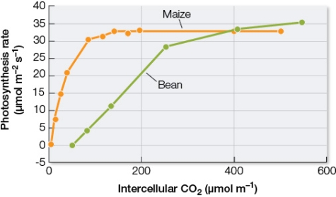 Refer to the graph below showing data collected from experiments performed on living leaves attached to two different plants, maize and bean.The rate of photosynthesis in each leaf was measured at varying concentrations of carbon dioxide present in the intercellular spaces within the leaves.   Based on these results, what is the likely classification of maize and bean plants, and which plant would grow better at reduced carbon dioxide levels? A)  Maize and bean are both C<sub>4</sub> plants, and maize would grow better than bean plants at low carbon dioxide levels. B)  Maize and bean are both C<sub>3</sub> plants, and maize would grow better than bean plants at low carbon dioxide levels. C)  Maize is a C<sub>4</sub> plant, bean plants are C<sub>3</sub>, and bean plants would grow better than maize at low carbon dioxide levels. D)  Maize is a C<sub>4</sub> plant, bean plants are C<sub>3</sub>, and maize would grow better than bean plants at low carbon dioxide levels. E)  Bean plants are C<sub>4</sub> plants, maize is C<sub>3</sub>, and bean plants would grow better than maize at low carbon dioxide levels.