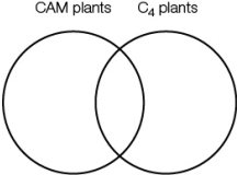 Refer to the Venn diagram below.   A student is preparing this diagram as a way to compare CAM plants and C<sub>4</sub> plants.Which statement should be placed in the center of the diagram where the two circles overlap? A)  Initial fixation of carbon and Calvin cycle reactions occur at the same time. B)  Initial fixation of carbon does not involve rubisco. C)  PEP carboxylase is only active at night. D)  Malate, the product of initial carbon fixation, is temporarily stored in a vacuole. E)  Examples include succulents and cacti.