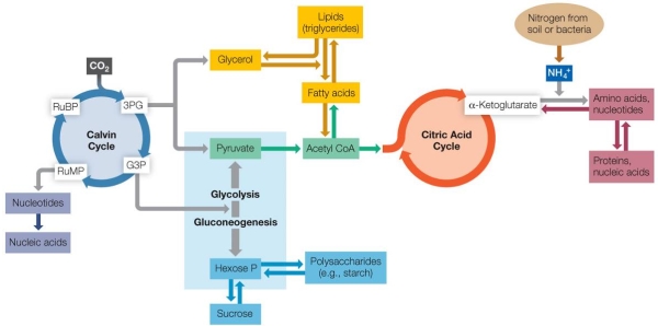 Refer to the figure below.   Which is a metabolic pathway that links the Calvin cycle to amino acid biosynthesis? A)  G3P <font face= symbol ></font><font face= symbol ></font>glycolysis <font face= symbol ></font><font face= symbol ></font>acetyl CoA <font face= symbol ></font><font face= symbol ></font>citric acid cycle <font face= symbol ></font><font face= symbol ></font><font face= symbol ></font>-ketoglutarate <font face= symbol ></font><font face= symbol ></font>amino acids B)  3PG <font face= symbol ></font><font face= symbol ></font>glycolysis <font face= symbol ></font><font face= symbol ></font>glycerol <font face= symbol ></font><font face= symbol ></font>RuMP <font face= symbol ></font><font face= symbol ></font>nucleotides <font face= symbol ></font><font face= symbol ></font>acetyl CoA <font face= symbol ></font><font face= symbol ></font>amino acids C)  RuMP <font face= symbol ></font><font face= symbol ></font>RuBP <font face= symbol ></font><font face= symbol ></font>glycerol <font face= symbol ></font><font face= symbol ></font>fatty acids <font face= symbol ></font><font face= symbol ></font>glycolysis <font face= symbol ></font><font face= symbol ></font>polysaccharides <font face= symbol ></font><font face= symbol ></font>amino acids D)  3PG <font face= symbol ></font><font face= symbol ></font>sucrose <font face= symbol ></font><font face= symbol ></font>hexose P <font face= symbol ></font><font face= symbol ></font>glycolysis <font face= symbol ></font><font face= symbol ></font>pyruvate <font face= symbol ></font><font face= symbol ></font>acetyl CoA <font face= symbol ></font><font face= symbol ></font><font face= symbol ></font>-ketoglutarate <font face= symbol ></font><font face= symbol ></font>amino acids E)  G3P <font face= symbol ></font><font face= symbol ></font>triglyceride <font face= symbol ></font><font face= symbol ></font>fatty acids <font face= symbol ></font><font face= symbol ></font>acetyl CoA <font face= symbol ></font><font face= symbol ></font>citric acid cycle <font face= symbol ></font><font face= symbol ></font><font face= symbol ></font>-ketoglutarate <font face= symbol ></font><font face= symbol ></font>amino acids
