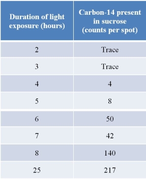 Refer to the table below showing results of some researchers who exposed wheat plants to <sup>14</sup>C-labeled carbon dioxide for various lengths of time in the light before extracting various compounds from leaves.The extracted compounds were separated using paper chromatography, and the amount of radioactivity for each spot on the chromatogram was measured for a specified duration of light exposure.The results for sucrose are shown in the table.   In a control run, during which plants were kept in the dark, no radioactivity was incorporated into sucrose over a 25-hour time period.Which statement about sucrose is supported by these data? A)  A plant can use sucrose as a source of energy during periods of darkness when photosynthesis shuts down. B)  Sucrose is the form of fixed carbon that is transported from photosynthetic tissues to nonphotosynthetic tissues throughout the plant. C)  G3P formed via the Calvin cycle can enter gluconeogenesis to form hexose phosphates and then sucrose in plant leaves. D)  Glucose and fructose are monosaccharides that bond together to form the disaccharide sucrose. E)  Sucrose serves as a source of fixed carbon that can be distributed throughout the plant.