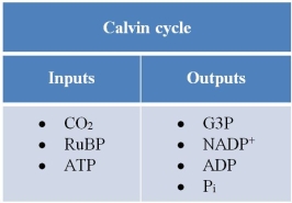 Refer to the table below.   This table summarizing inputs and outputs of the Calvin cycle is missing an input.The missing molecule is _______.