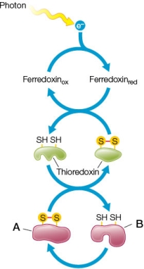 Refer to the diagram below.   This diagram illustrates how several enzymes of the Calvin cycle are activated indirectly by light through the proteins ferredoxin and thioredoxin.The active form of any of these enzymes is depicted by the molecule labeled _______ in the diagram.