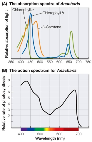 Refer to the absorption spectra and action spectrum for a green plant shown below.   A bulb that emits a full spectrum of visible light is in use in the lamp used to illuminate an aquarium.Suppose that when this bulb burns out, the new bulb used to replace it has an emission spectrum that ranges from 500 to 600 nm.It can be expected that the aquatic plants present in the aquarium will show a(n) _______ in growth.
