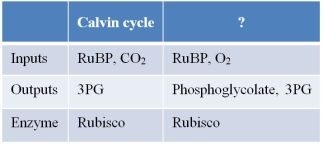 Refer to the table below.   The table summarizes characteristics of two metabolic reactions occurring in the chloroplast.The question mark in the table can be replaced with the word _______.